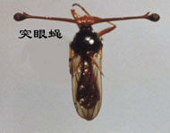 突眼蝇