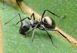 （图）双齿多刺蚁