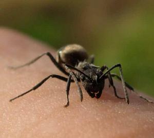 （图）双齿多刺蚁