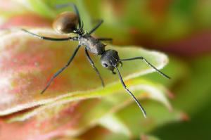 （图）双齿多刺蚁