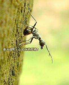 （图）双齿多刺蚁