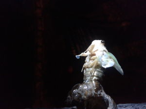 即将完成蜕皮的蝉虫