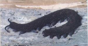 栉蚕亦可称天鹅绒虫