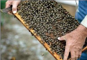 （图）中华蜜蜂