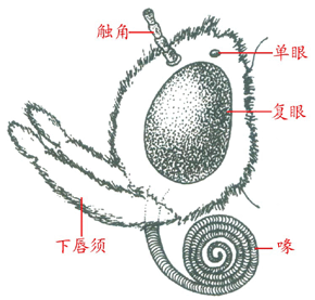 吸收式口器