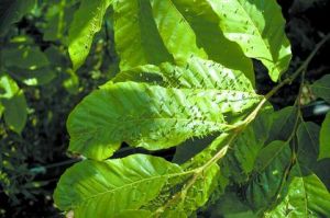 栗瘿蜂幼虫危害