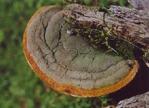 宽棱木层孔菌