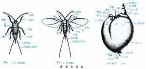 紫胶虫