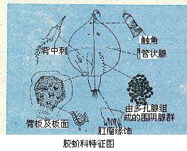 紫胶虫