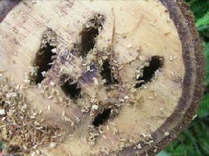 被云斑天牛为害的树干