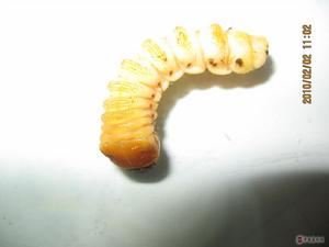 云斑天牛幼虫