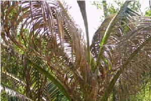 （图）椰子缢胸叶甲