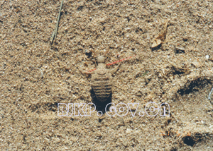中华东蚁蛉的幼虫蚁狮
