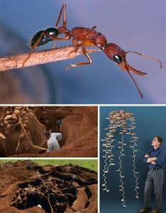 （图）中华石蛾