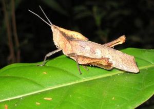 纺织娘图片及纺织娘种类