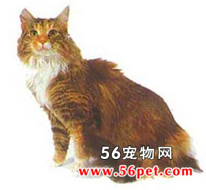 塞尔凯克丝卷毛猫-短毛猫品种