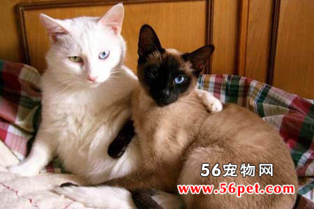 塞尔凯克丝卷毛猫-短毛猫品种