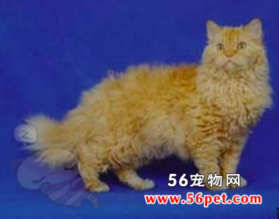 塞尔凯克丝卷毛猫-短毛猫品种