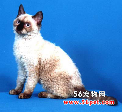 塞尔凯克丝卷毛猫-短毛猫品种