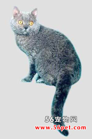 塞尔凯克丝卷毛猫-短毛猫品种