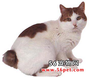 日本短毛猫-短毛猫品种