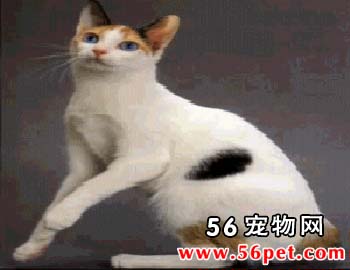 日本短毛猫-短毛猫品种