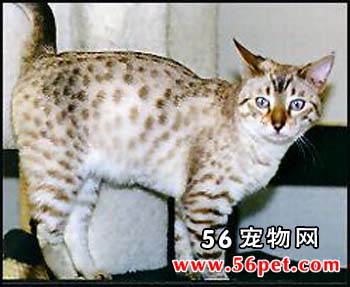 埃及猫-短毛猫品种
