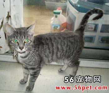 埃及猫-短毛猫品种