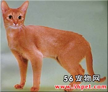 阿比西尼亚短毛猫-短毛猫品种