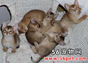 阿比西尼亚短毛猫-短毛猫品种