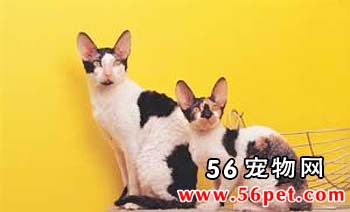 康沃耳帝王猫-短毛猫品种