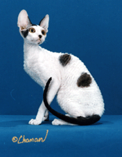 康沃耳帝王猫-短毛猫品种