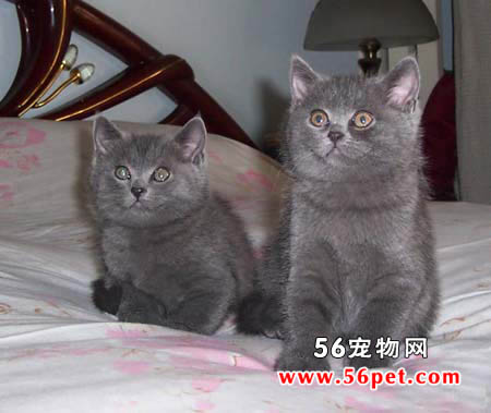 沙特尔猫-短毛猫品种