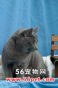 沙特尔猫-短毛猫品种