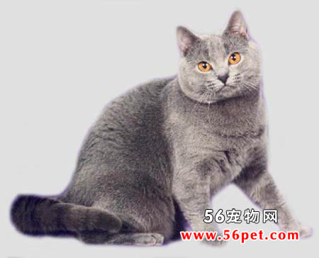 沙特尔猫-短毛猫品种