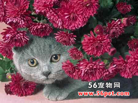 沙特尔猫-短毛猫品种