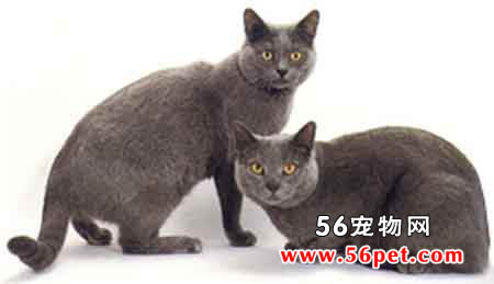 沙特尔猫-短毛猫品种