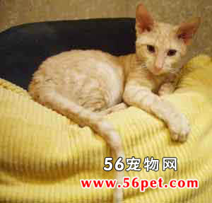 沙特尔猫-短毛猫品种