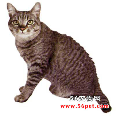 亚洲猫-短毛猫品种