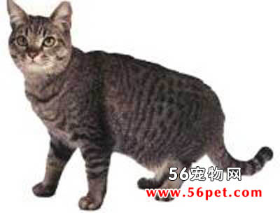 亚洲猫-短毛猫品种