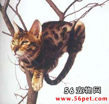 孟加拉短毛猫-短毛猫品种