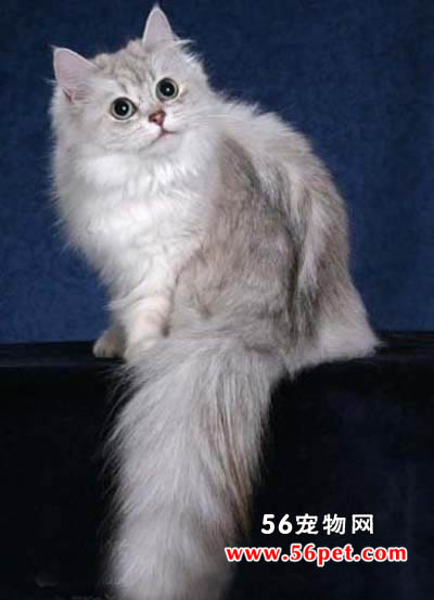 波米拉猫-短毛猫品种
