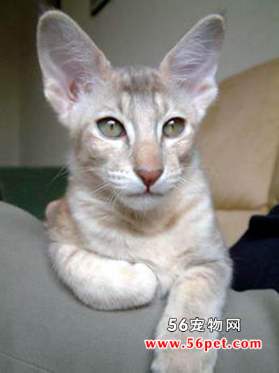 欧洲短毛猫-短毛猫品种