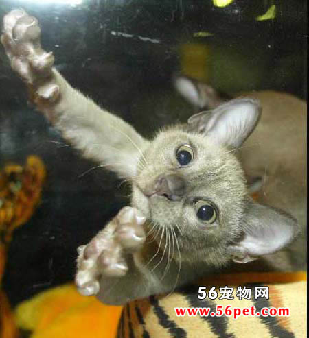 缅甸猫-短毛猫品种