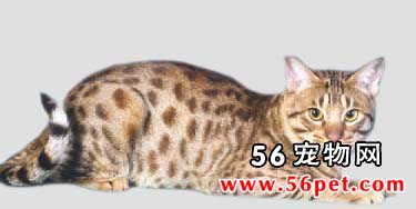 奥西猫-短毛猫品种