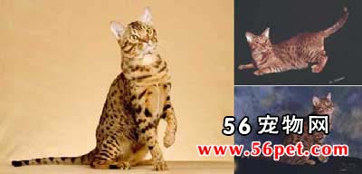 奥西猫-短毛猫品种