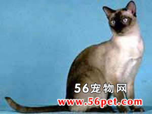 东奇尼猫-短毛猫品种