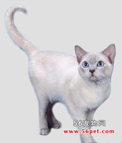 东奇尼猫-短毛猫品种