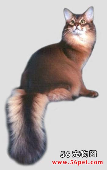 阿比西尼亚野猫-短毛猫品种
