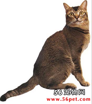 阿比西尼亚野猫-短毛猫品种